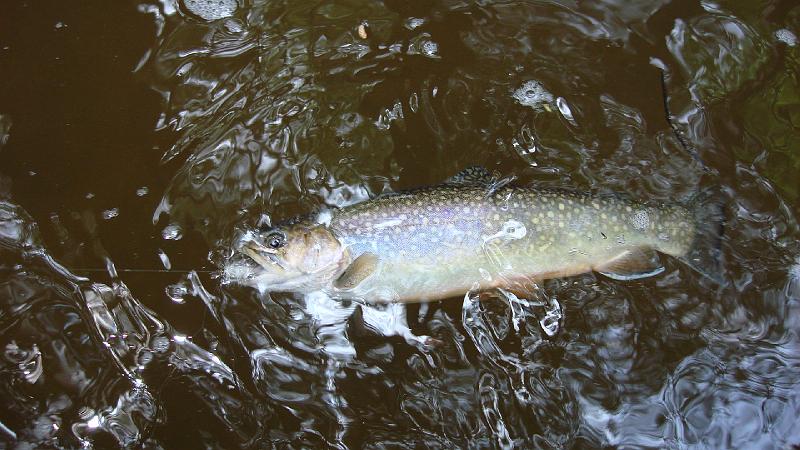 Fish from the muddy water.JPG